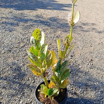 Kalanchoe marmorata (Kalanchoe mramorovaná) - kont. C5L, výška 15-20 cm, ⌀ 30-35 cm